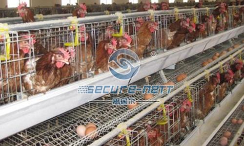 China Breeding Chicken Cage Wire Mesh Welding Machine